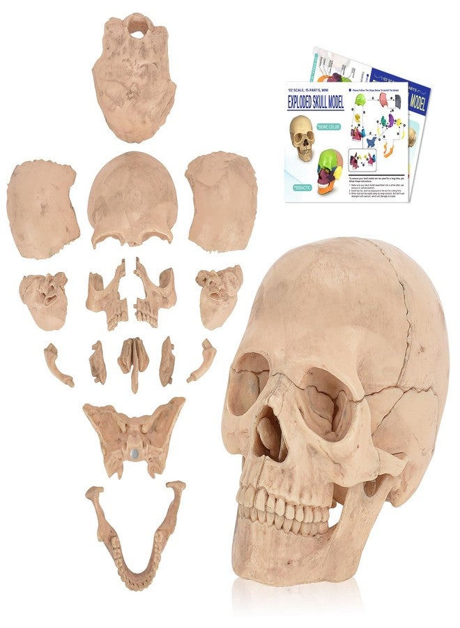 SimCoach Human Skull Model, Detachable Palm-Sized Skull Model, 15 Parts Exploded Anatomy Skull Model, Mini Anatomical Head Model for Medical Students, Teaching Tools, White - Image 1